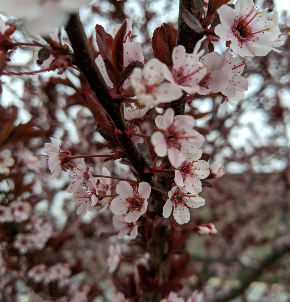 cherry blossoms