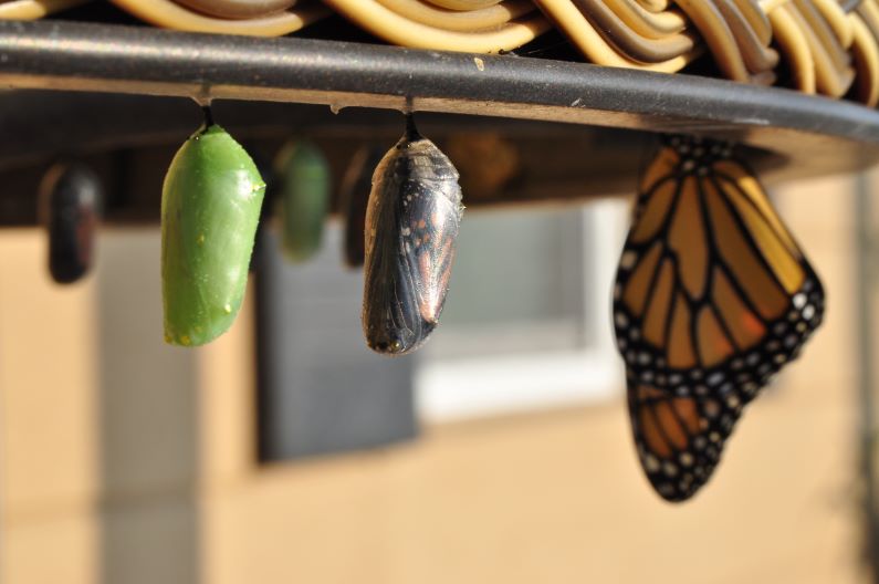 Two cocoons and a butterfly