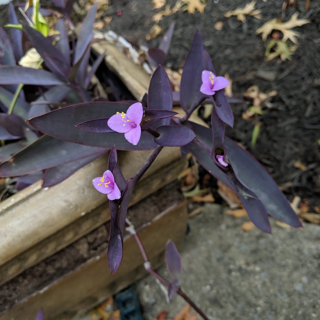 Purple fall flowers in wooden flower box