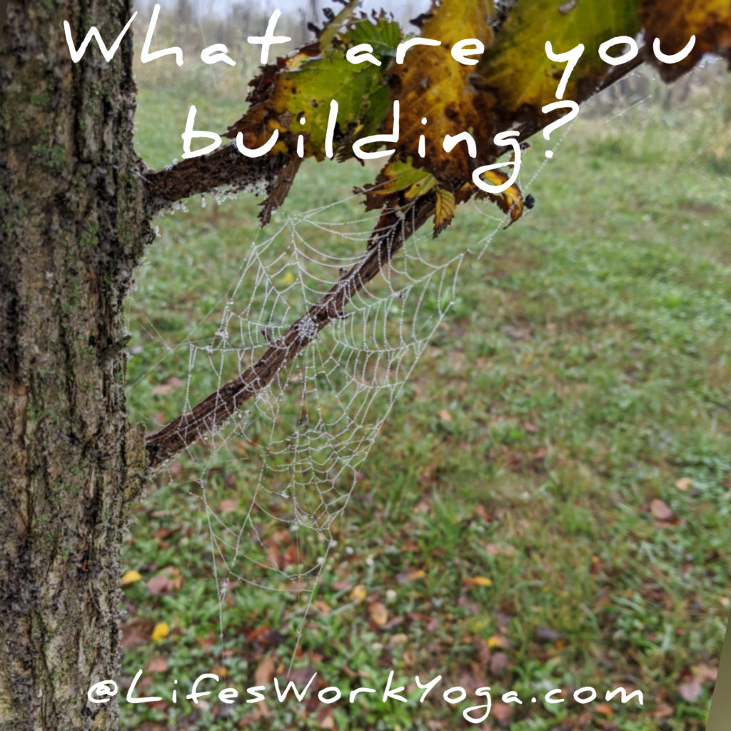 Spider web on tree